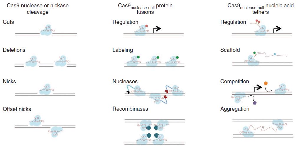 The many uses of CRISPR Cas9 Mali2013.jpg