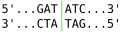 Palidromic sequence with blunt ends.png