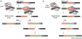CRISPR Cas9 gene editing Gasiunas2013.jpg