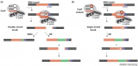 CRISPR Cas9 gene editing Gasiunas2013.jpg