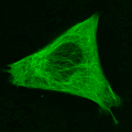 TagGFP-tubulin large1.png