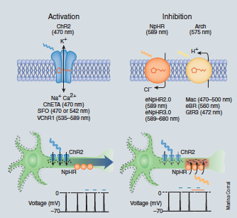 Common optogenetic tools for inducing depolarizing and hyperpolarizing events