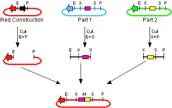 This image shows the method of fixing multiple parts into one vector.