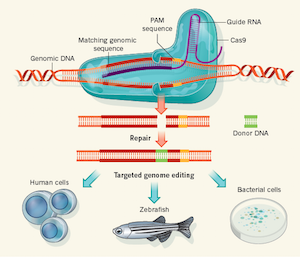 Charpentier CRISPR Editing.png