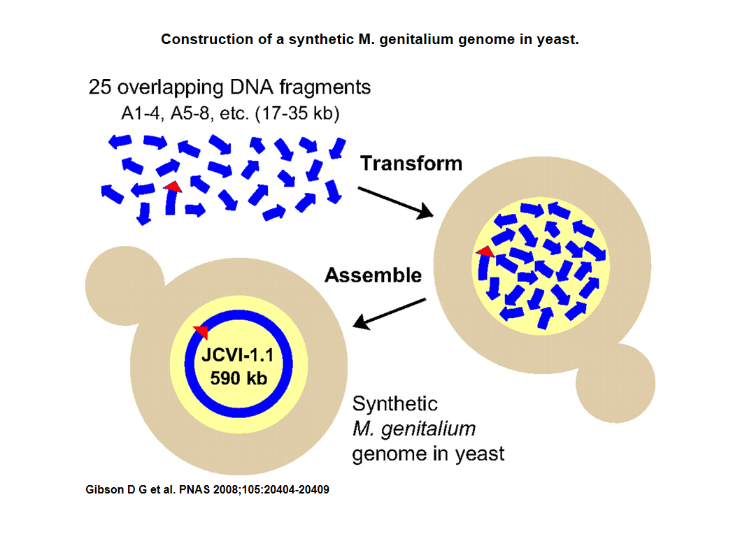 GibsonYeastAssembly.png