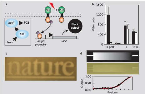 Figure showing the path and results of Engineering E. Coli To See Light