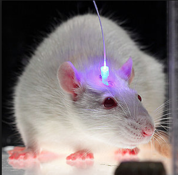 Testing optogenetic systems on rats is a common technique