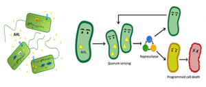 Schematic of programmed cell death from BIT-China iGEM team BIT-China