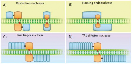 Other nucleases.JPG