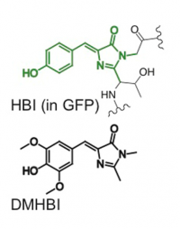 A comparison of the GFP fluorophore after autocyclization and one of the HBI derivatives used by the Jaffrey Lab [1]