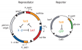 Repressilator plasmids.png