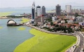 Qingdao algae bloom.jpg