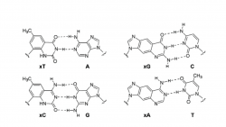 The base-pairing patterns of xDNA, showing the expanded bases pairing with natural bases.