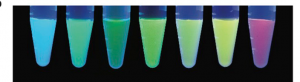 A variety of aptamers against HBI derivatives results in a spectral range of fluoresence