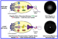 Figure4 chemotaxis.png