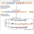 Process operon refactoring.png