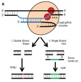 CRISPR Cas9 Editing Sampson2014.JPG