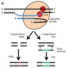 CRISPR Cas9 Editing Sampson2014.JPG