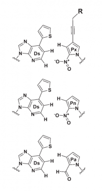 The Hirao base pairs, Pn and Px are capable of replication using PCR without modification, with DsTPs and PxTPs