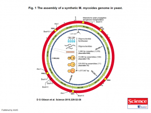 Synthia Genome Assembly.png