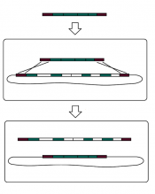 IGEM recombineering e coli.png