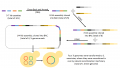 Gibson First Genome Assembly of M Genatalium.png