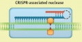 CRISPER ASSOCIATED NUCLEASE Oost2013.jpg