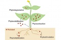 Phytoremediation.jpg