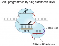 Breakthrough Jinek 2012 crRNA and tracrRNA chimera.JPG