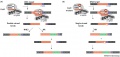 CRISPR Cas9 editing Gasiunas2013.jpeg