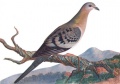 Passenger Pigeon.jpg